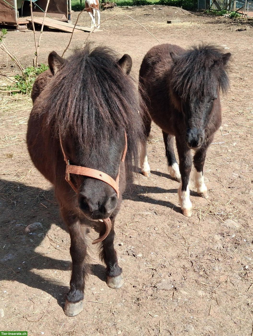 Bild 5: Hübsches American Miniature-Horse Hengstfohlen, 1,5-jährig