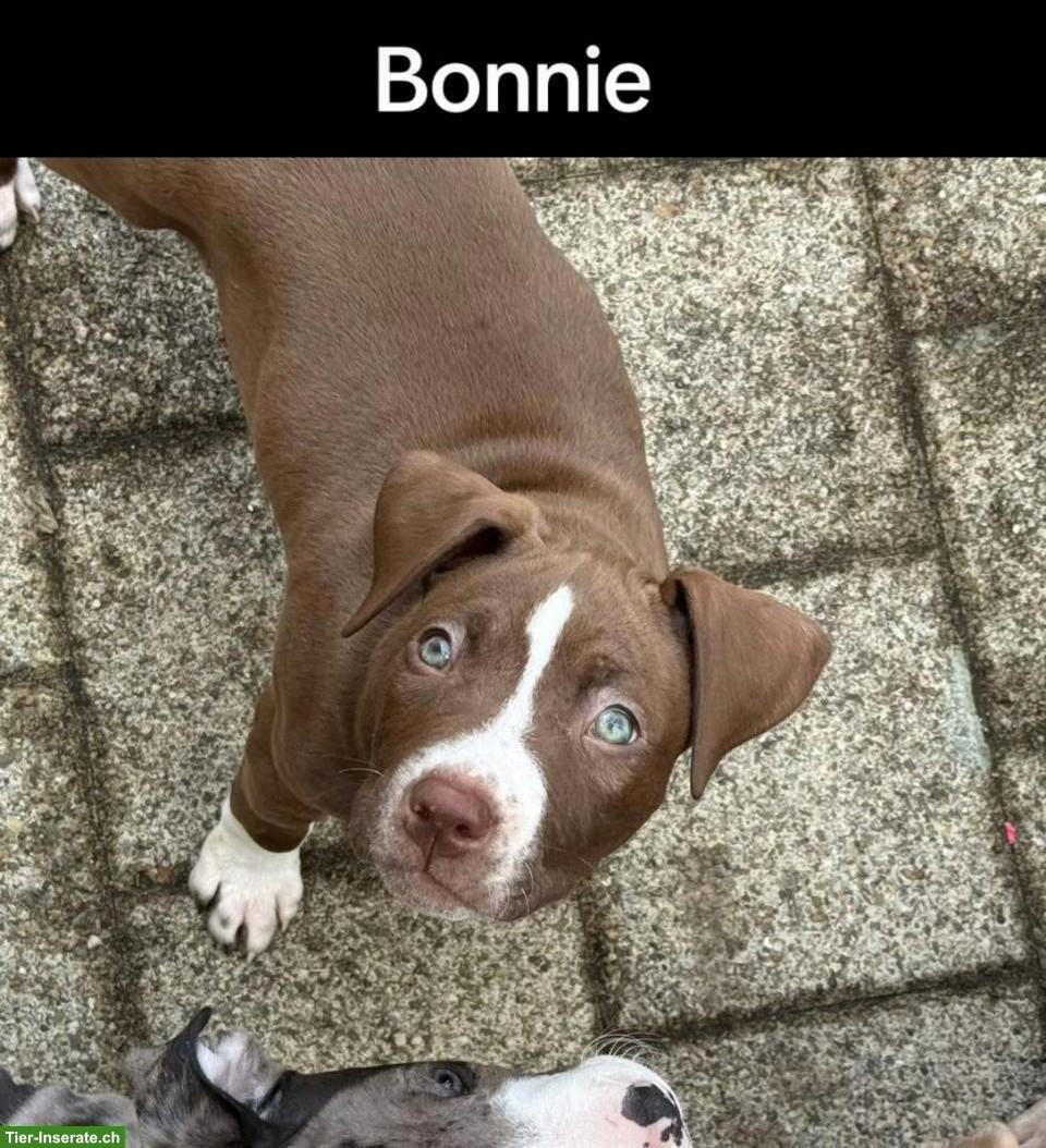 Mischlingswelpen, American Staffordshire Terrier x American Bully XL