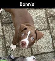 Mischlingswelpen, American Staffordshire Terrier x American Bully XL