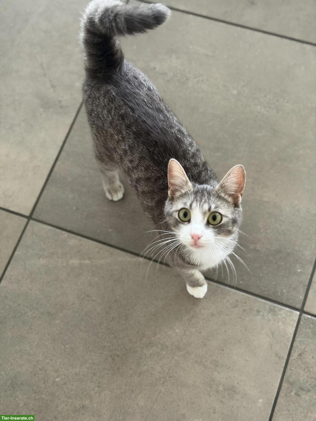 Babykatzen suchen ihr Für-immer-Zuhause