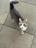 Babykatzen suchen ihr Für-immer-Zuhause