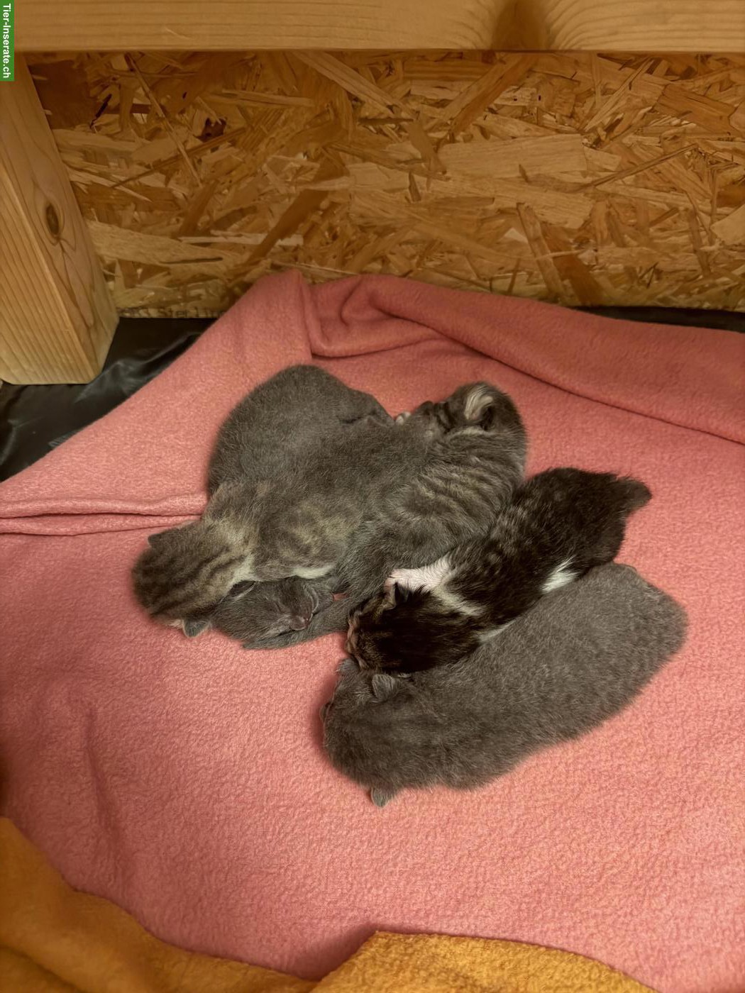 Bild 2: Babykatzen suchen ihr Für-immer-Zuhause