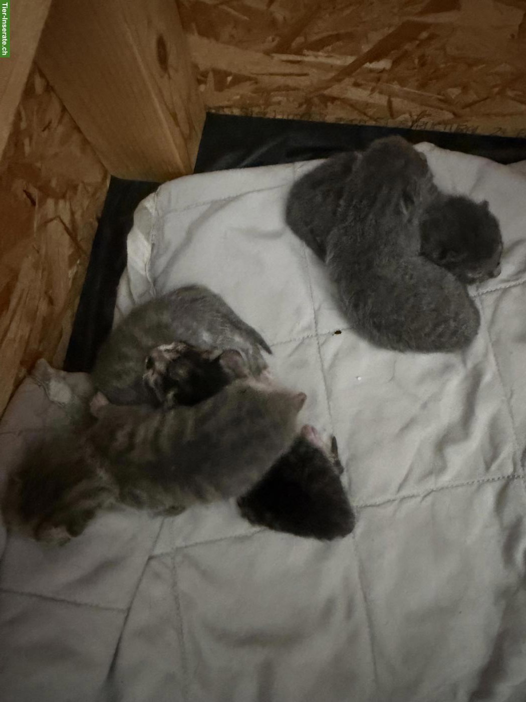 Bild 3: Babykatzen suchen ihr Für-immer-Zuhause