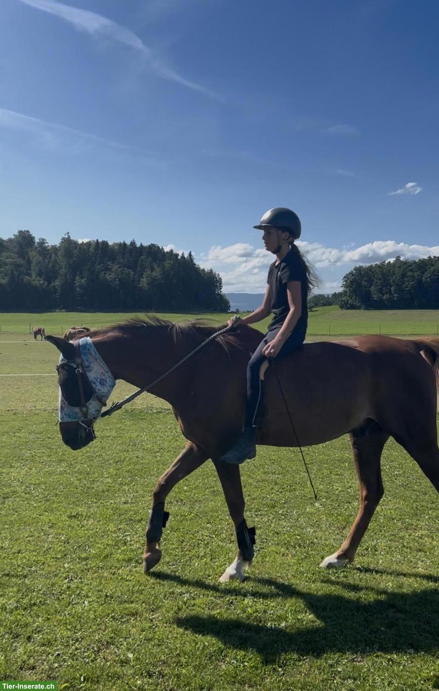 Bild 2: Suche liebe Reitbeteiligung in der Nähe von Murten FR