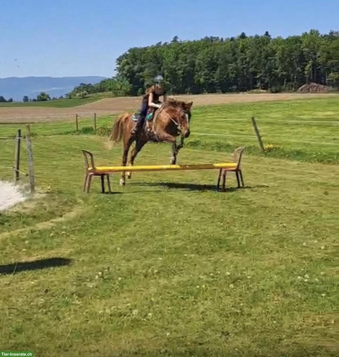 Bild 4: Suche liebe Reitbeteiligung in der Nähe von Murten FR