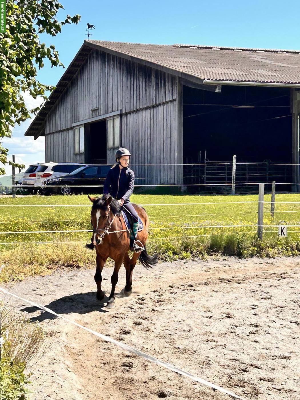 Bild 5: Suche liebe Reitbeteiligung in der Nähe von Murten FR