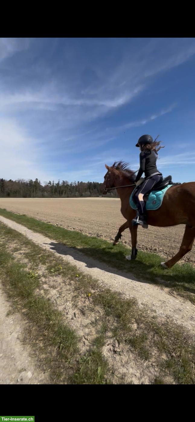 Bild 7: Suche liebe Reitbeteiligung in der Nähe von Murten FR