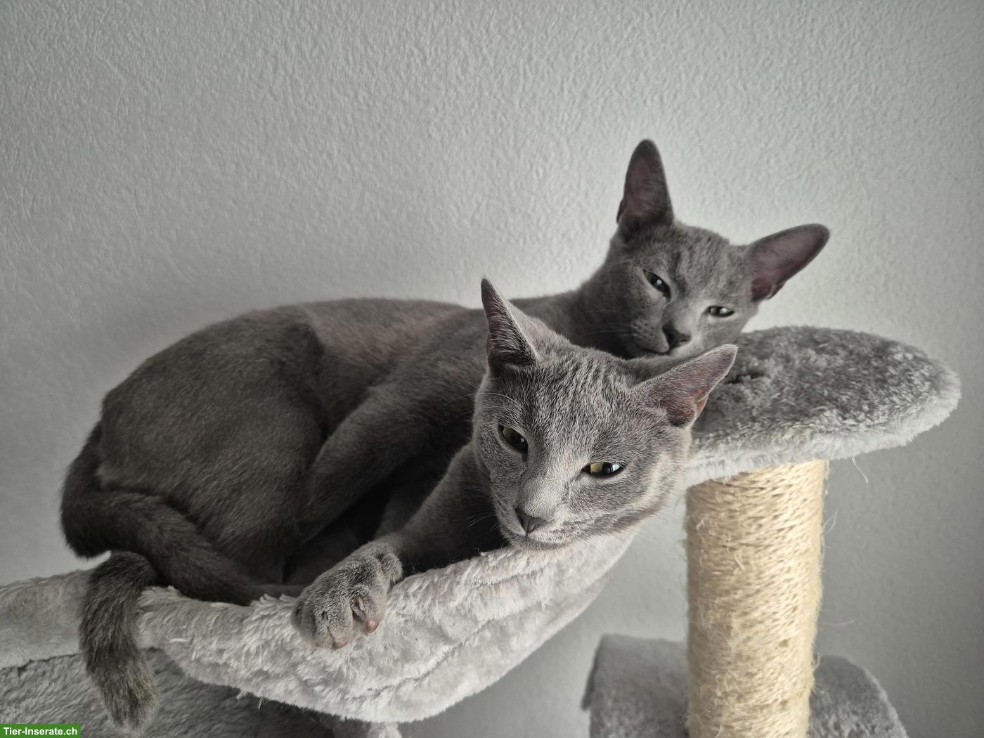 2 wunderschöne Russisch Blau Katzen zu vergeben