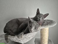 2 wunderschöne Russisch Blau Katzen zu vergeben