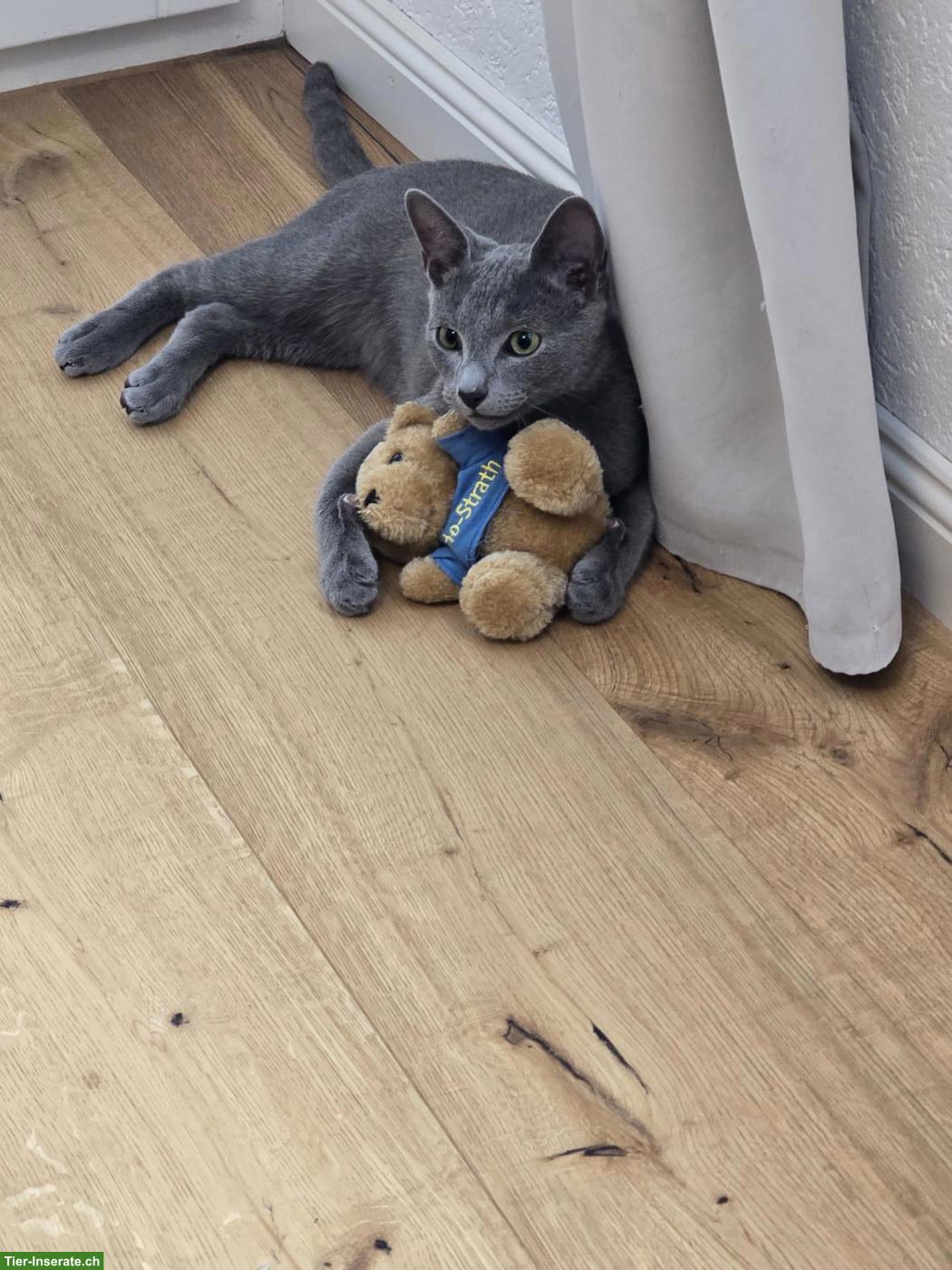 Bild 2: 2 wunderschöne Russisch Blau Katzen zu vergeben