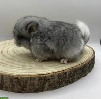 Chinchilla Babys aus Hobbyzucht