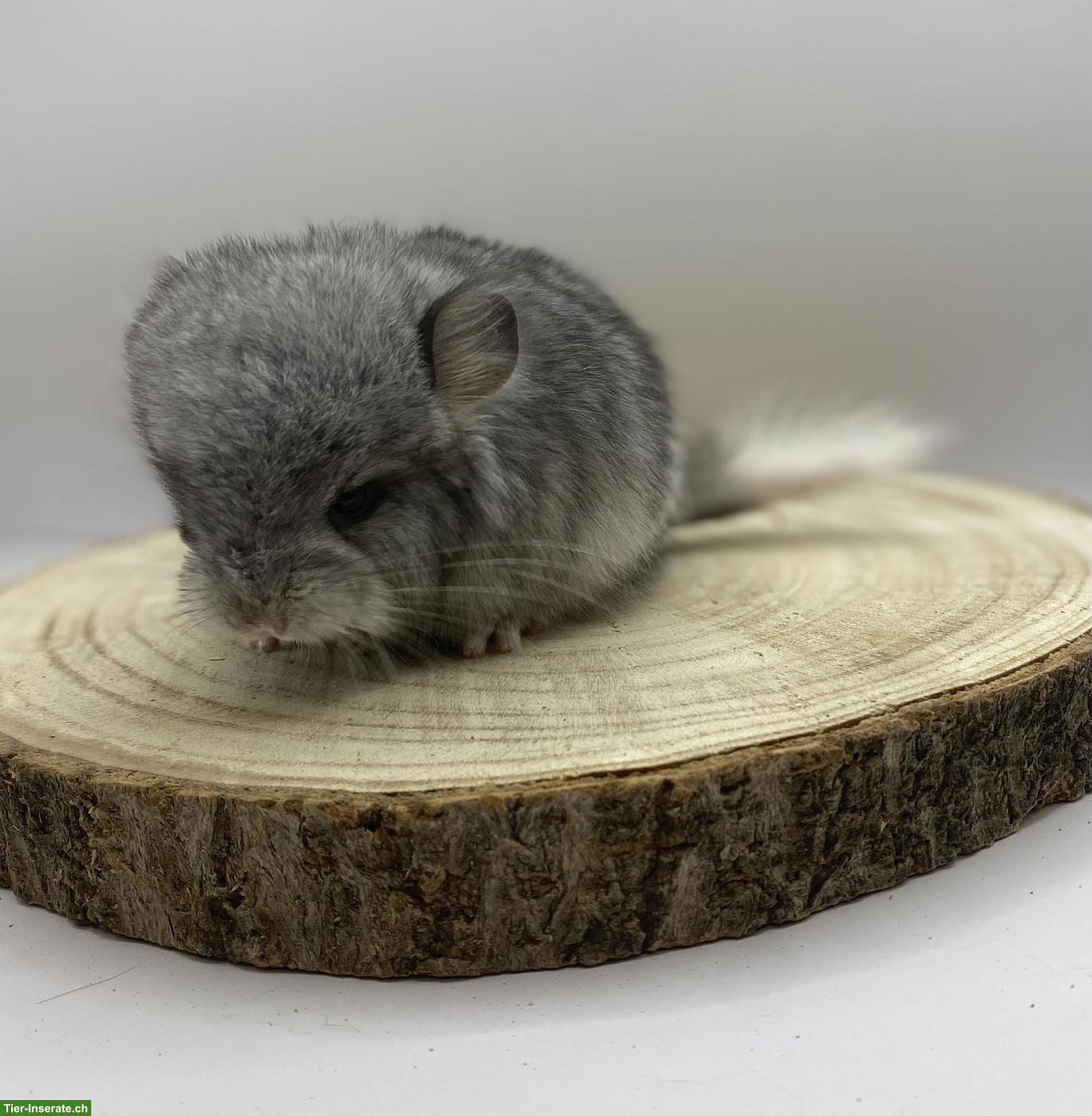 Bild 2: Chinchilla Babys aus Hobbyzucht
