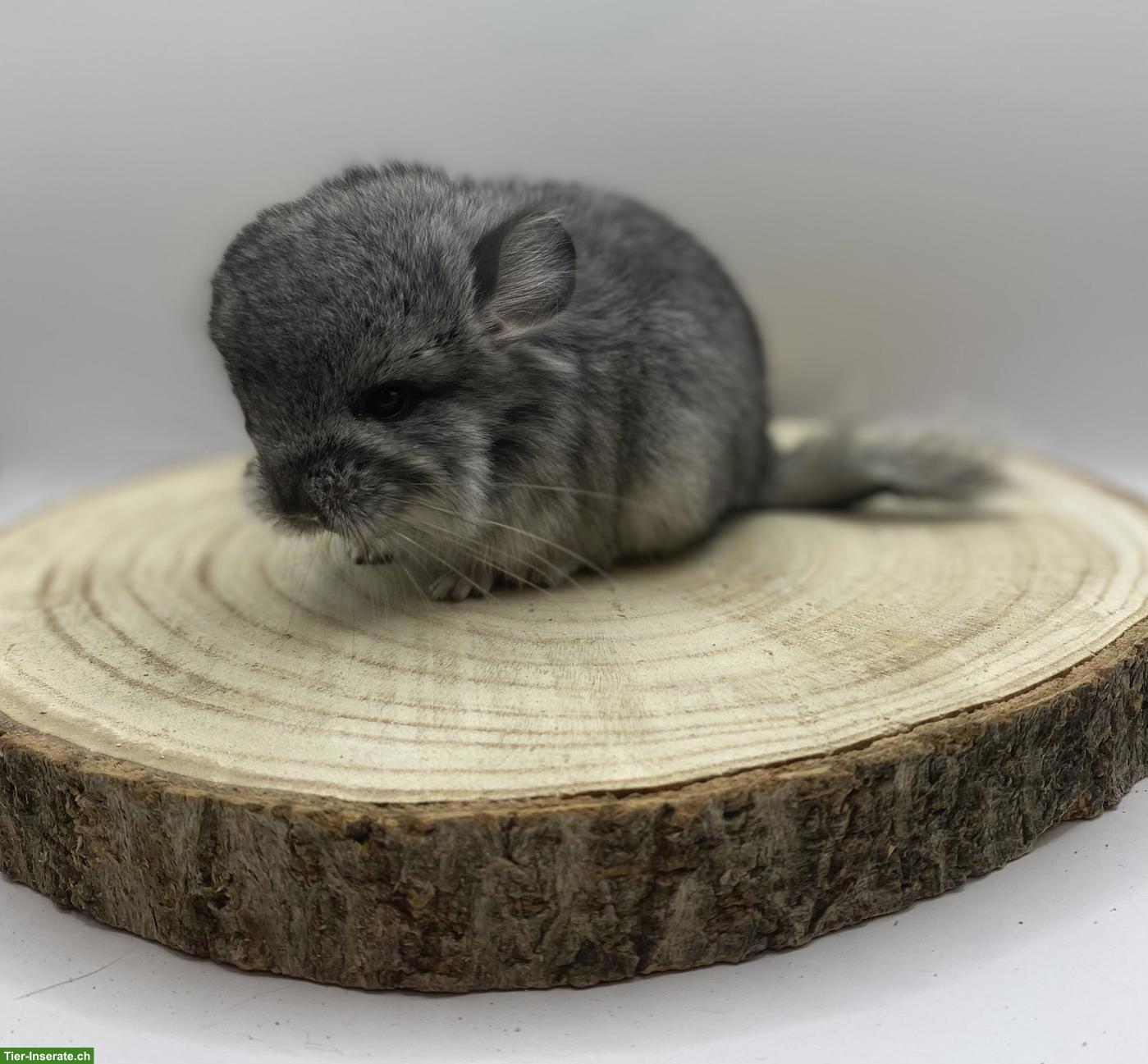 Bild 3: Chinchilla Babys aus Hobbyzucht