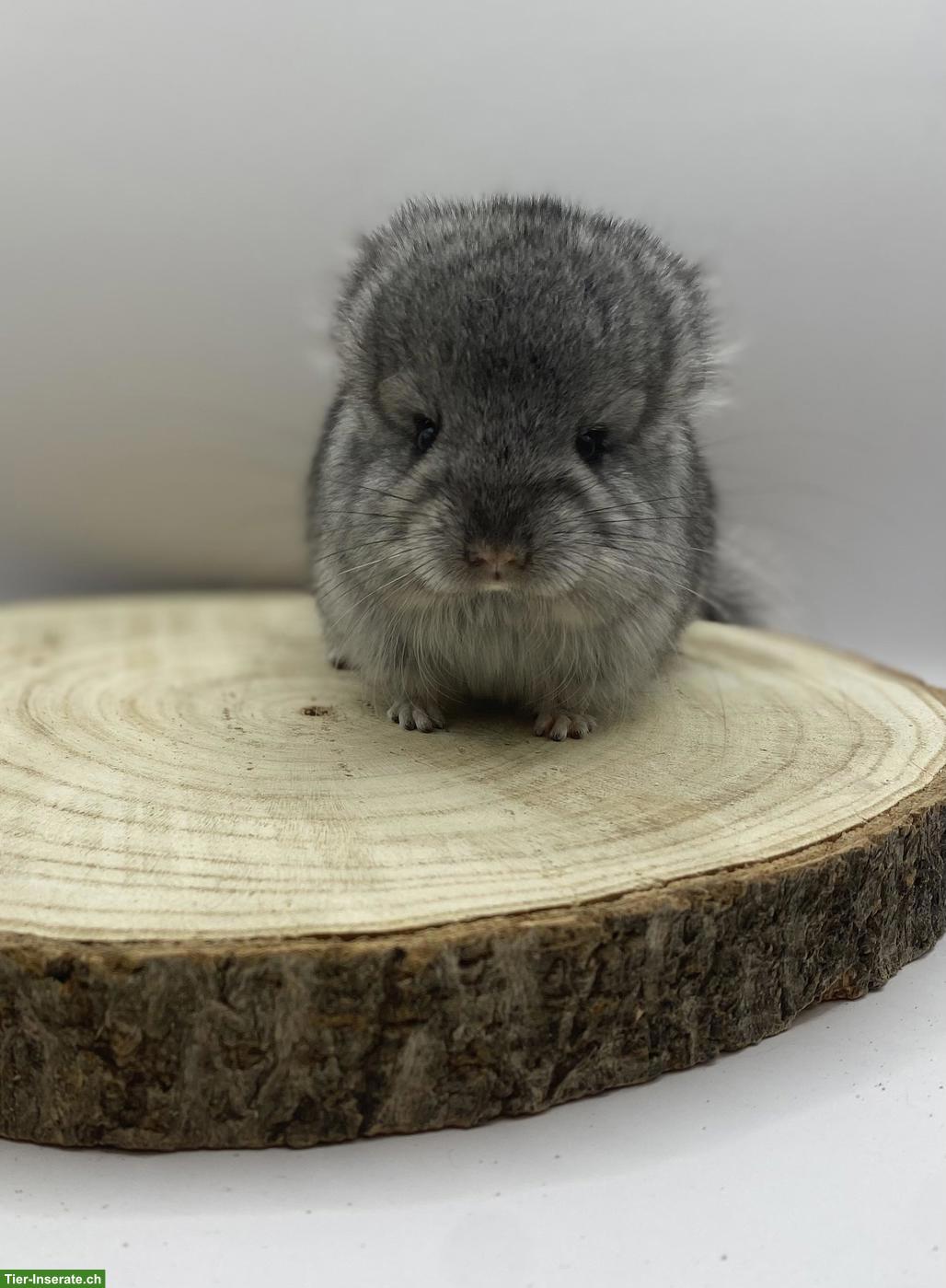 Bild 4: Chinchilla Babys aus Hobbyzucht