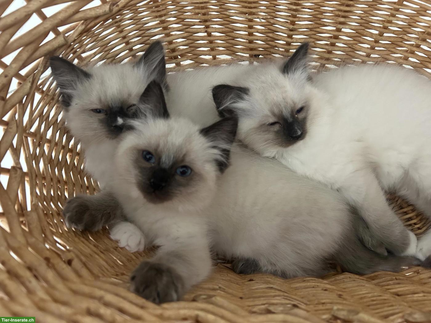 Wunderschöne Ragdoll Kitten mit Stammbaum