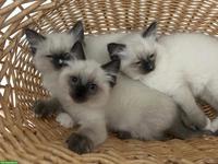 Wunderschöne Ragdoll Kitten mit Stammbaum