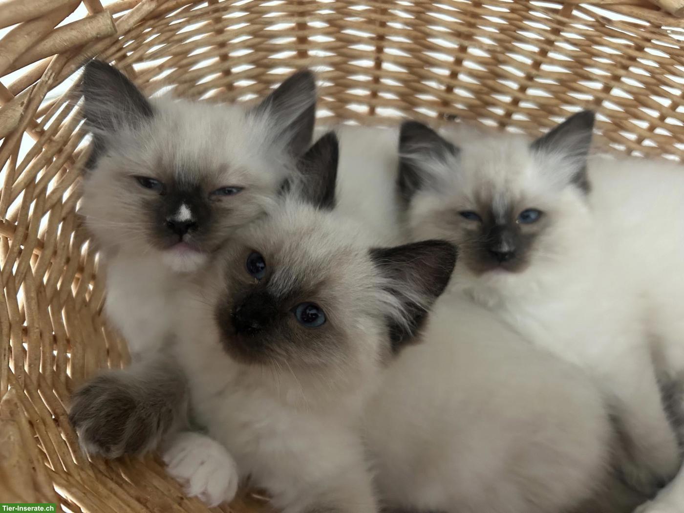 Bild 2: Wunderschöne Ragdoll Kitten mit Stammbaum