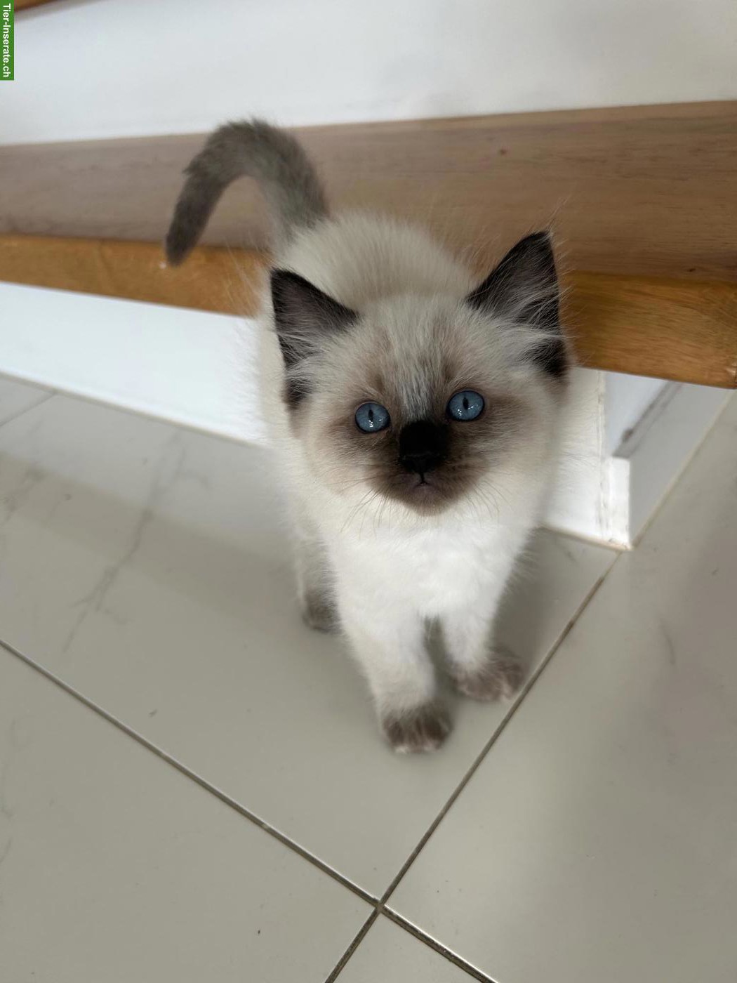 Bild 3: Wunderschöne Ragdoll Kitten mit Stammbaum