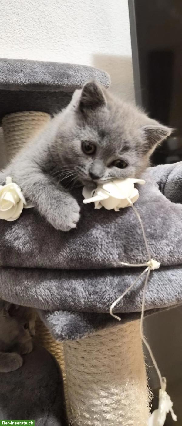 BKH Katze / Büsi zu verkaufen