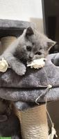 BKH Katze / Büsi zu verkaufen