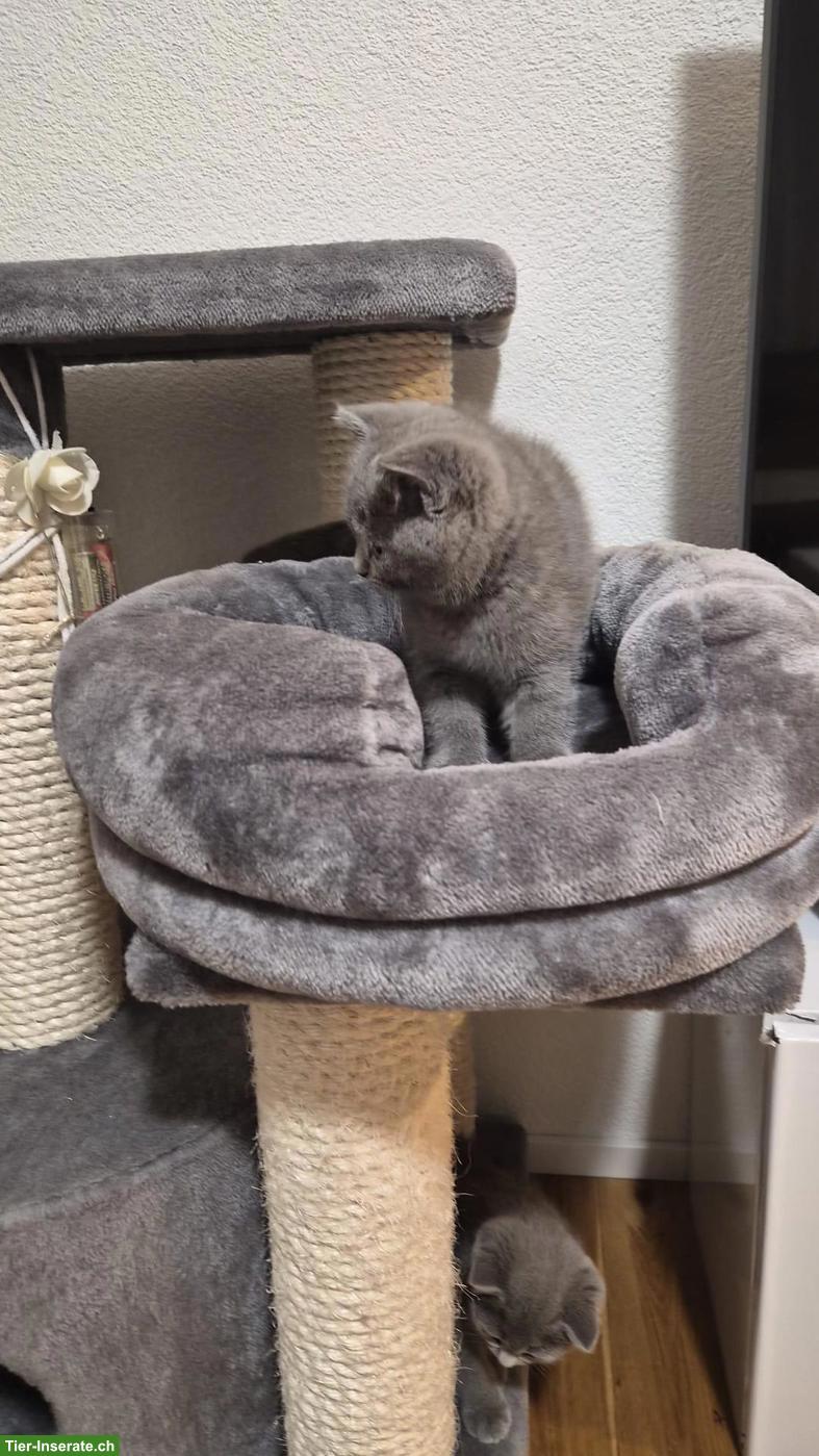 Bild 2: BKH Katze / Büsi zu verkaufen