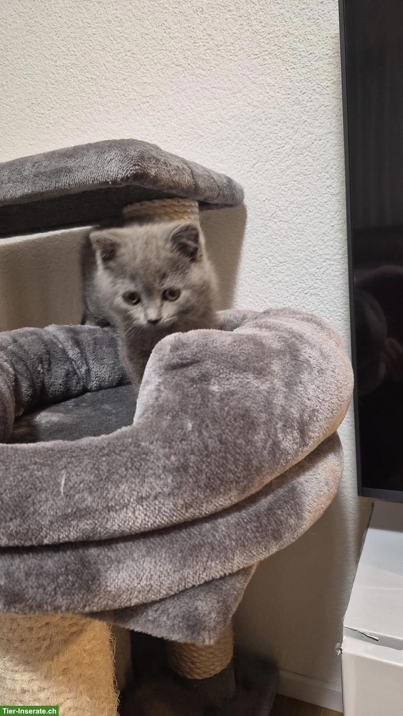 Bild 3: BKH Katze / Büsi zu verkaufen