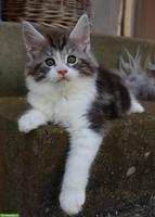 Traumhafte Maine Coon Kitten mit Stammbaum suchen liebes Zuhause!