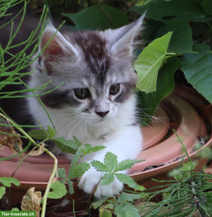 Bild 2: Traumhafte Maine Coon Kitten mit Stammbaum suchen liebes Zuhause!