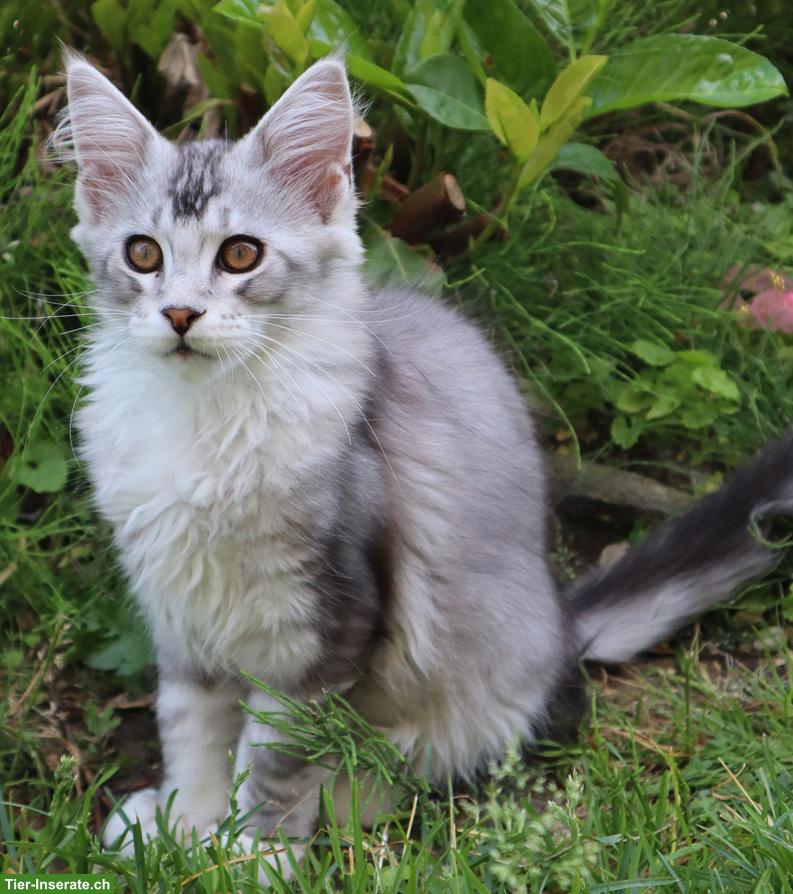 Bild 3: Traumhafte Maine Coon Kitten mit Stammbaum suchen liebes Zuhause!