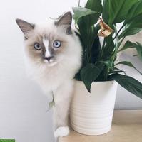 Ragdoll Kater sucht liebevolles Zuhause