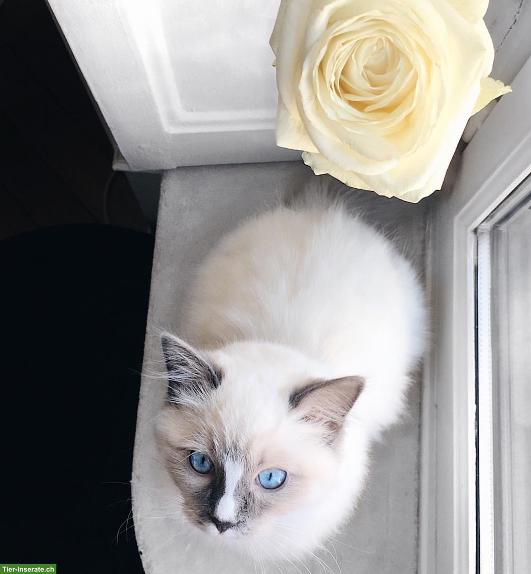 Bild 3: Ragdoll Kater sucht liebevolles Zuhause