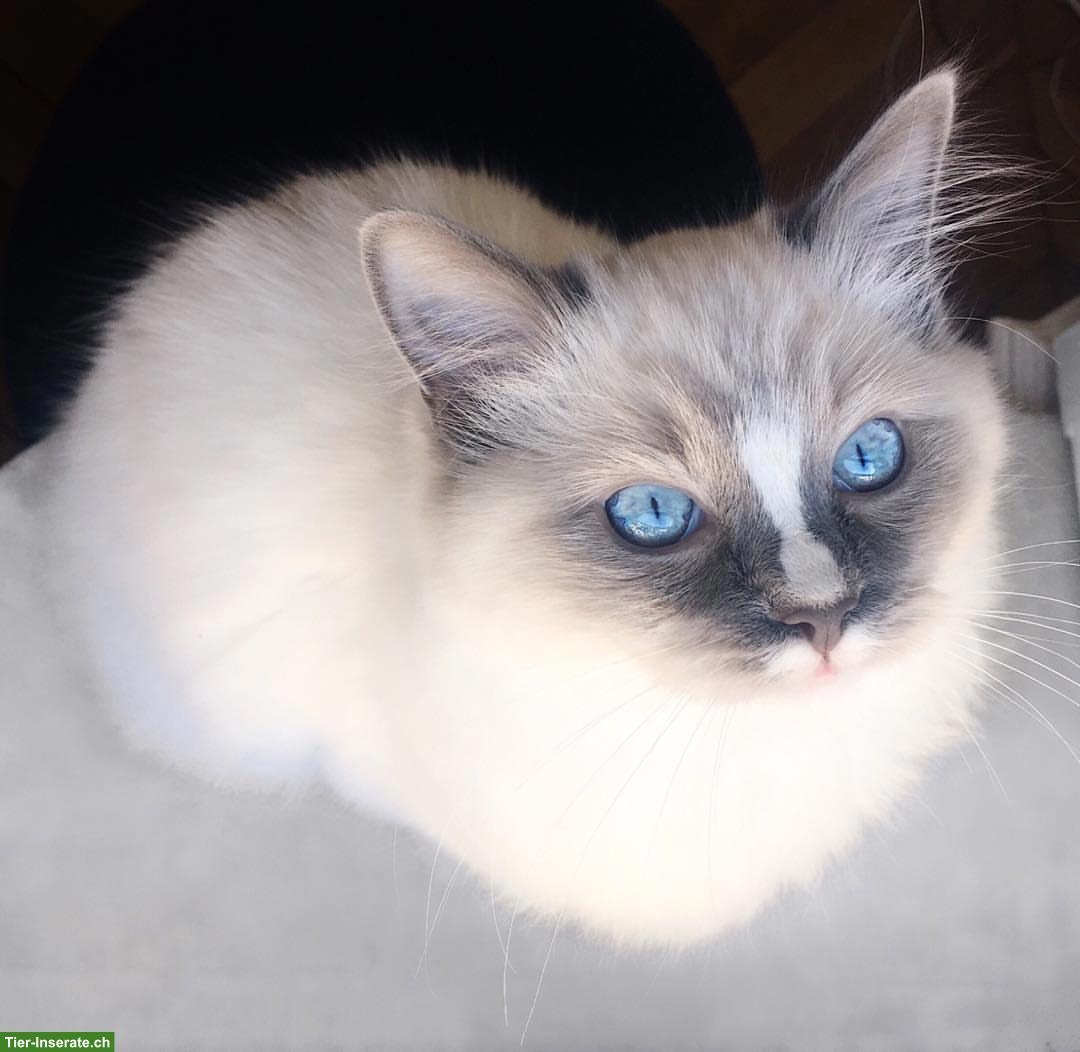 Bild 4: Ragdoll Kater sucht liebevolles Zuhause