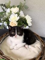 BKH Kitten Black Bicolor sucht für immer Zuhause