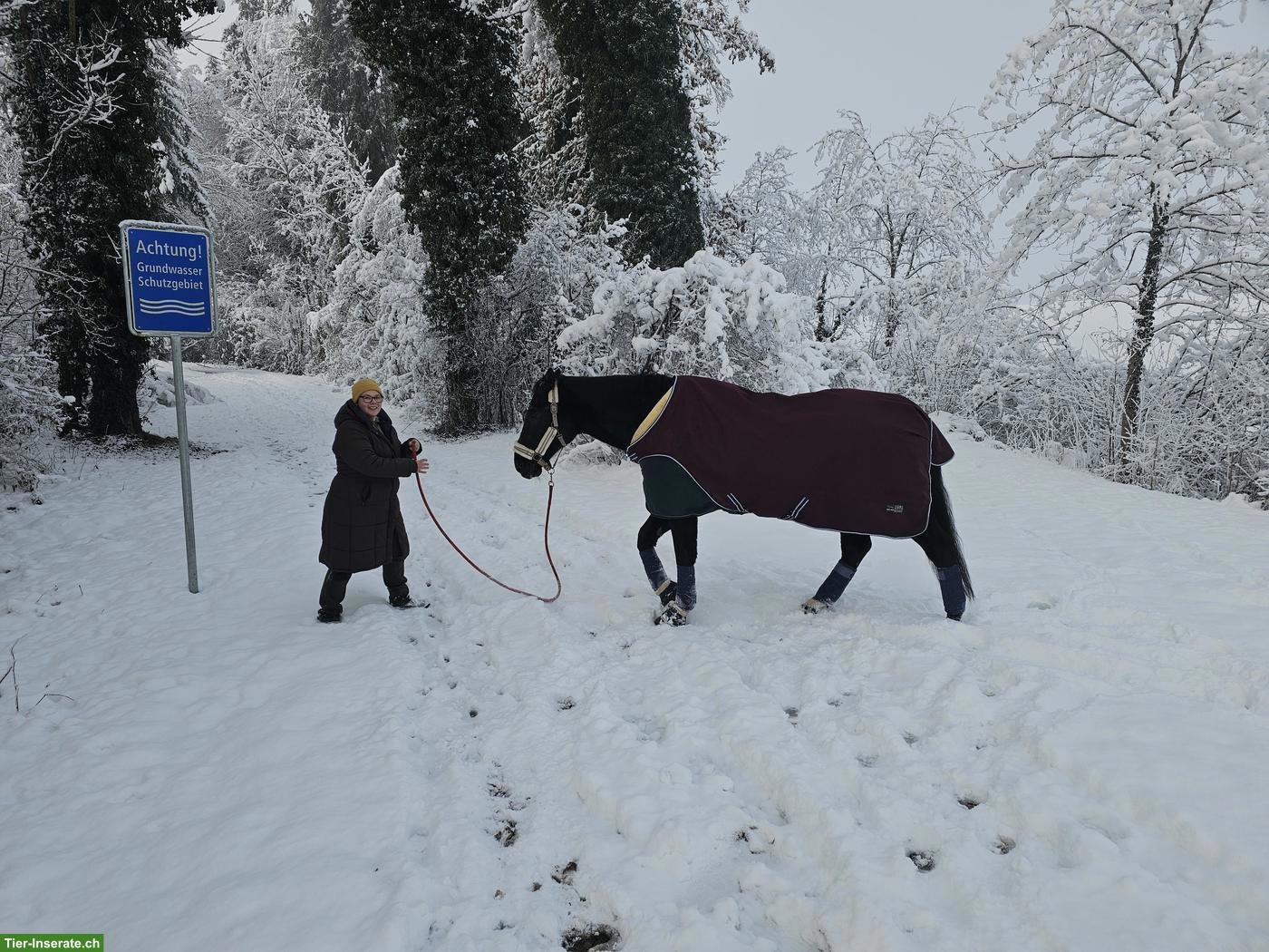 Bild 2: Suche Reitbeteiligung bzw. ein Pferd zum Reiten und Betüdeln