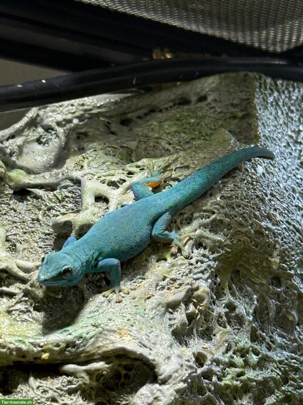 Bild 2: Lygodactylus williamsi Männchen, 1-jährig
