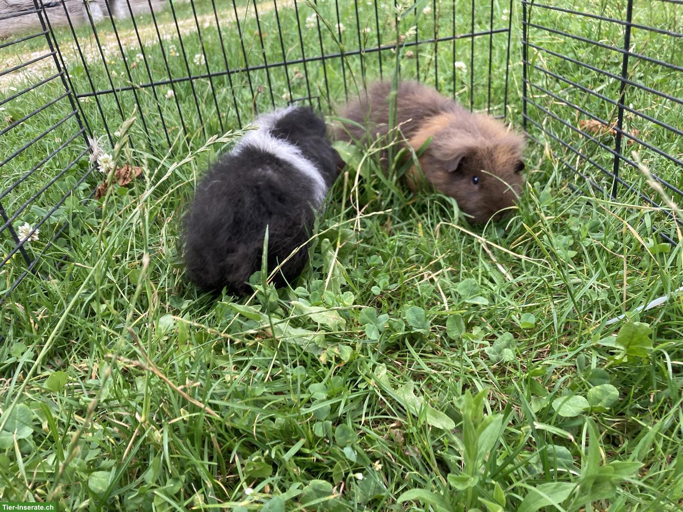 CH-Teddy Meerschweinchen aus Aussenhaltung