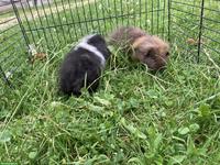 CH-Teddy Meerschweinchen aus Aussenhaltung