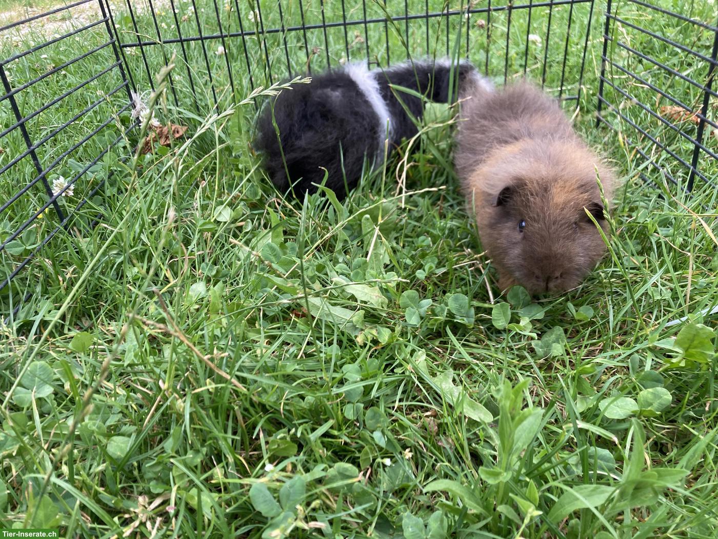 Bild 2: CH-Teddy Meerschweinchen aus Aussenhaltung