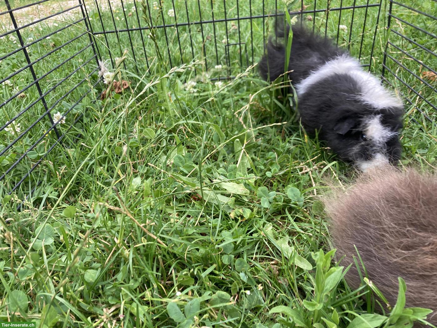Bild 3: CH-Teddy Meerschweinchen aus Aussenhaltung