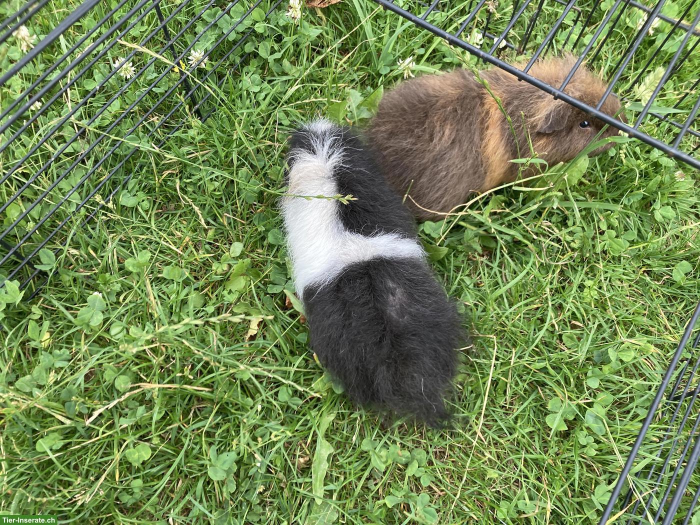 Bild 4: CH-Teddy Meerschweinchen aus Aussenhaltung