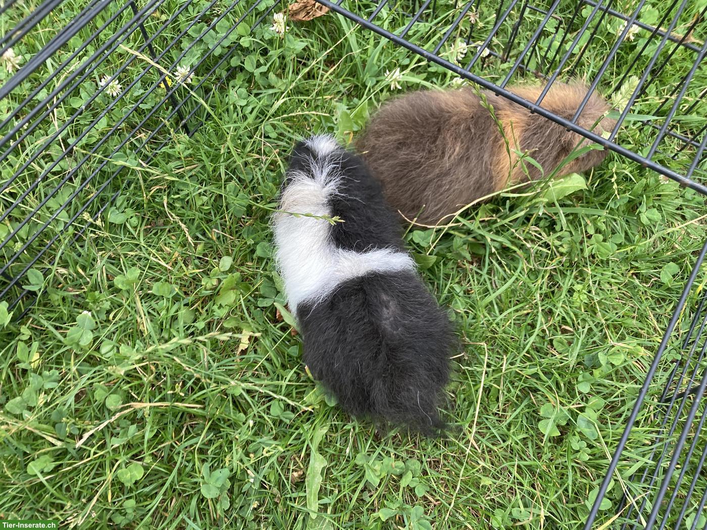 Bild 5: CH-Teddy Meerschweinchen aus Aussenhaltung