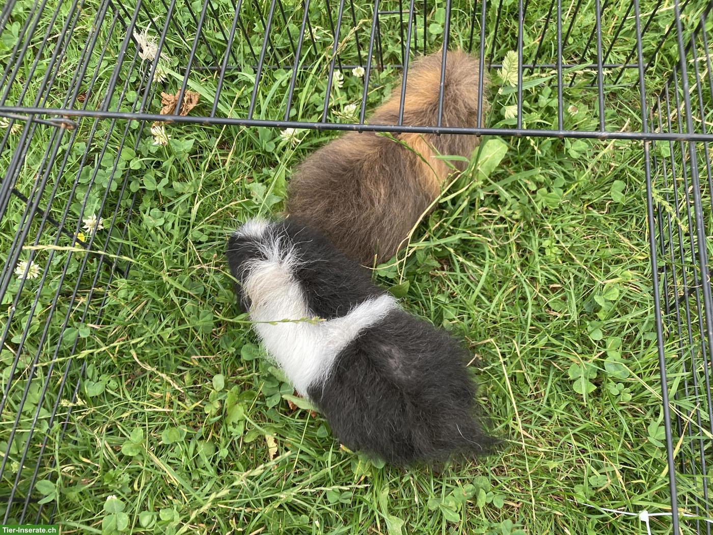 Bild 6: CH-Teddy Meerschweinchen aus Aussenhaltung