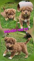 Australian Shepherd Welpen, red tri, red bi, black tri, black bi
