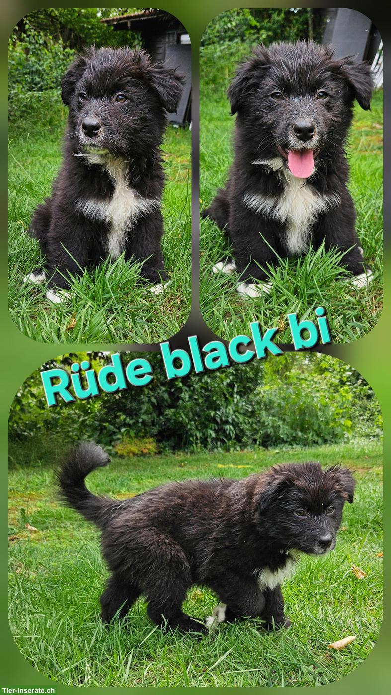Bild 2: Australian Shepherd Welpen, red tri, red bi, black tri, black bi