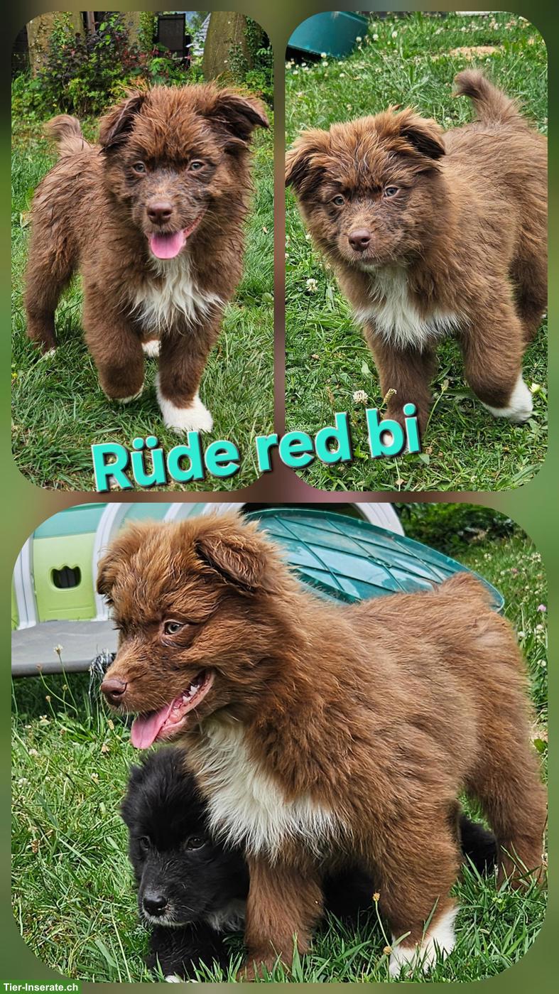 Bild 3: Australian Shepherd Welpen, red tri, red bi, black tri, black bi