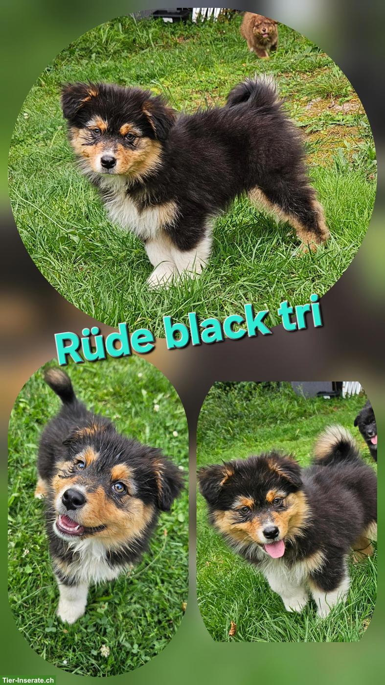Bild 4: Australian Shepherd Welpen, red tri, red bi, black tri, black bi