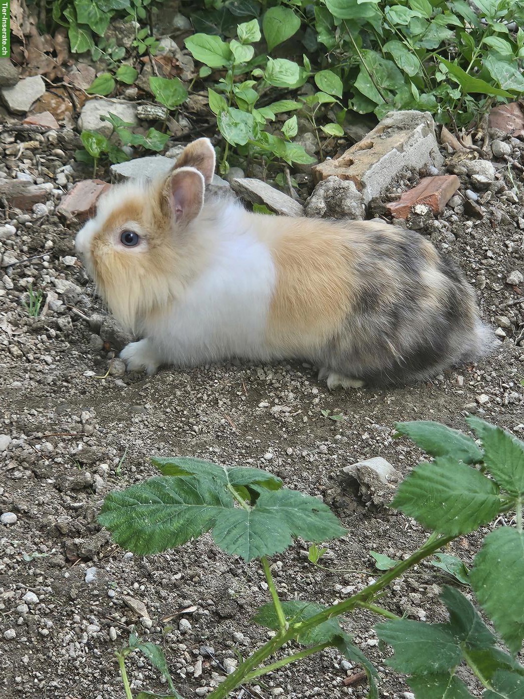 Bild 2: Löwenkopf Zwergkaninchen suchen ein Zuhause