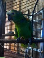 Blaustirnamazonen Paar, handzahm