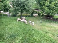 Lämmer und Auen zu verkaufen