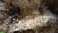 Dsungarische Zwerghamster Jungtiere aus Hobbyzucht